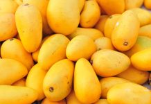 Pakistan expands facilities for China-bound Mango exports