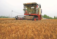 Russia set for near-record grain yield in 2025: Deputy PM