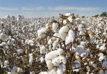 China maps Cotton’s evolutionary secrets to build better crops