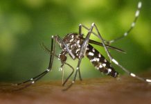 Just 4 dengue cases reported in 24 hours