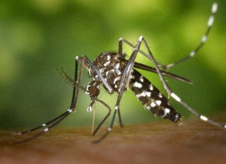 Dengue surveillance intensified in Capital