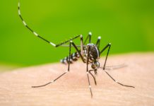 12 new Dengue cases reported in ICT