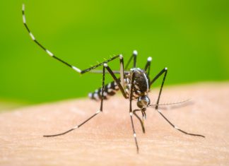Dengue control measures reviewed