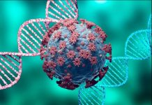 US probes deaths likely related to COVID vaccines