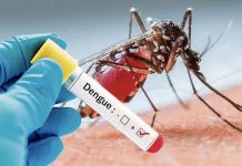 28 new dengue cases reported