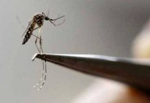 DHO intensifies Dengue surveillance