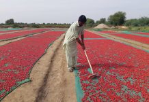 Pakistan dried Chili shipment opens new trade route to SW China