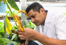 Pakistani scientist helps combat ‘banana cancer’ in China