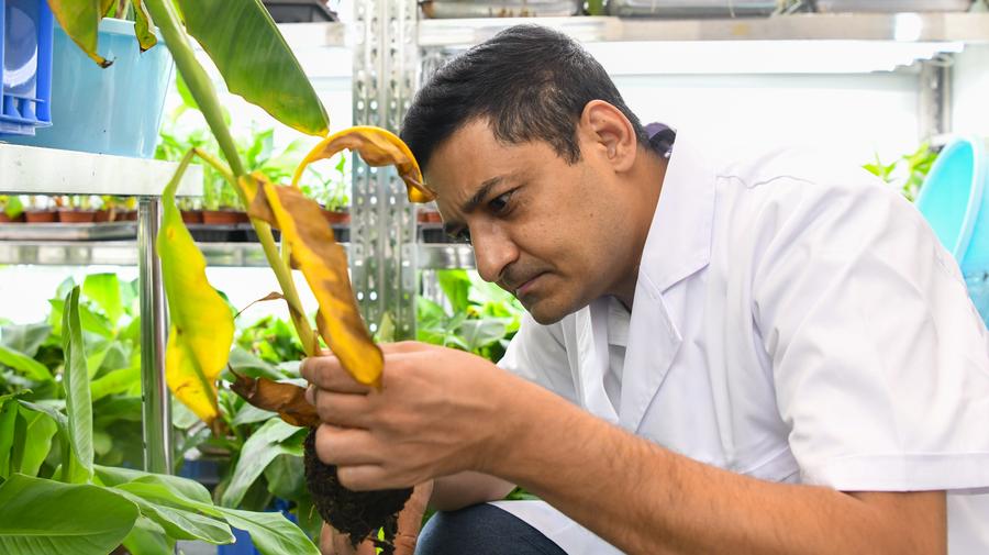 "Laowai" in China | Pakistani expert sows seeds of cross-border agricultural cooperation