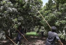 Floods put South Punjab’s mango orchards at risk of decades-long losses