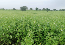 Pakistan, China MoU on sesame would be a win-win situation: Chinese Agri expert