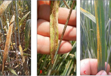 Pakistani, Chinese scientists identify key Wheat genes to fight fungal disease, tackle climate change