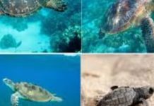 Pakistan launches PKR 90 million project to protect sea turtles