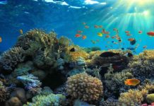 UAE researchers developing nature-inspired technology to restore coral reefs