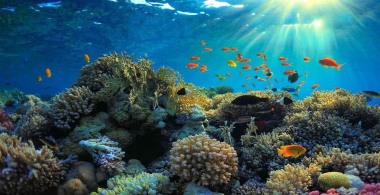 UAE-researchers-developing-nature-inspired-technology-to-restore-coral-reefs-e1761808421728-768x395
