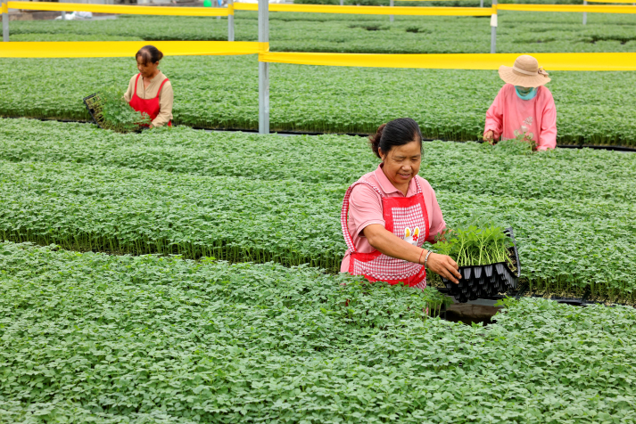 白露将至田间忙 (12)#