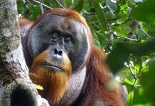 India mega-zoo in spotlight again over animal acquisitions