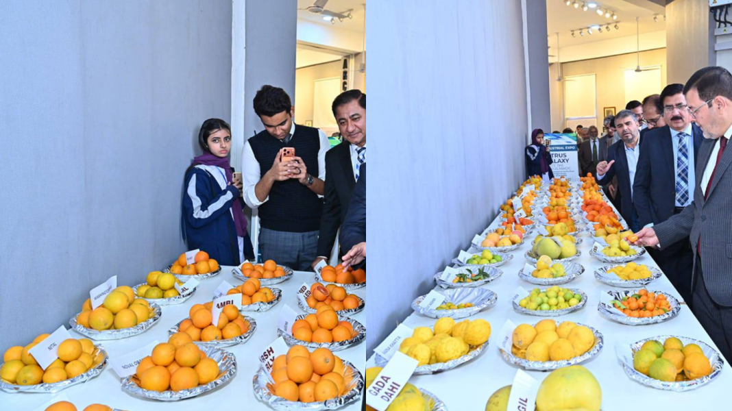 CPEC-linked cooperation could reshape Pakistan's Citrus industry, Study finds