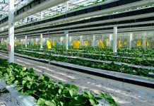 From megacities to meadows