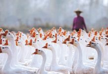 Traditional goose farming city becomes global badminton production base