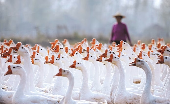 Traditional goose farming city becomes global badminton production base