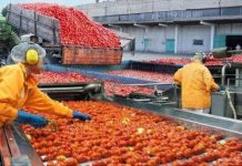 Pakistan, China sign MoU to develop industrial Tomato varieties
