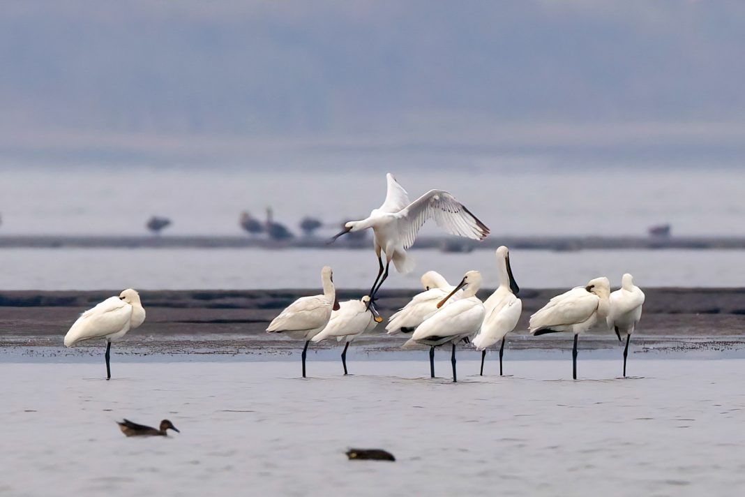 Guardian’s 40 years of protecting migratory birds at China’s largest freshwater lake