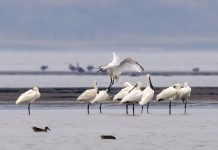 Guardian’s 40 years of protecting migratory birds at China’s largest freshwater lake