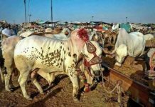 Sacrificial animal sales fail to gain momentum in Rawalpindi