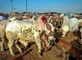 Sacrificial animal sales fail to gain momentum in Rawalpindi