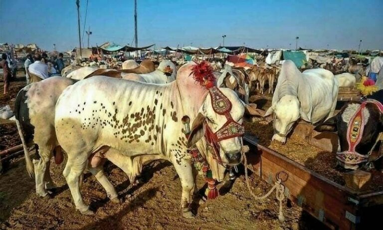 cattle markets