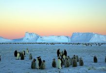 Draft Antarctic ecology law bolsters legal safeguards