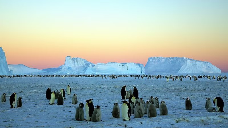 Antarctic