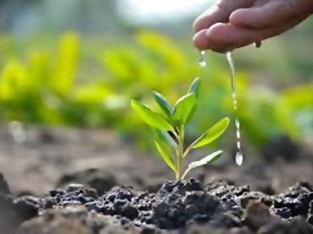 Shahida calls for Global Tree Plantation Day to celebrate peace, restore environment