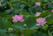 Ponds of prosperity