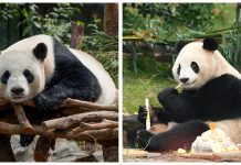 China sends pair of giant pandas to Zoo Atlanta