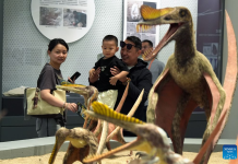World’s first museum devoted to prehistoric flying reptiles opens in Xinjiang