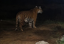 Panic in Gulberg Greens as Bengal tiger, two cubs spotted in residential area