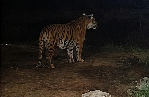 Panic in Gulberg Greens as Bengal tiger, two cubs spotted in residential area