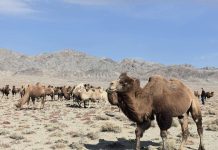 Camel industry development conference opens in Hami, Xinjiang