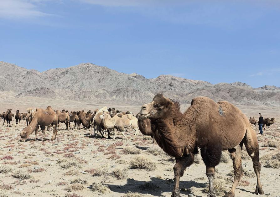 Camel industry development conference opens in Hami, Xinjiang